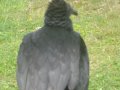 IMGP0941.JPG